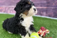 Mike, a male Miniature Bernedoodle for sale in Shipshewana, IN – Photo 7 of 10
