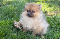 Urie, a male Pomeranian for sale in Shipshewana, IN – 2 of 8