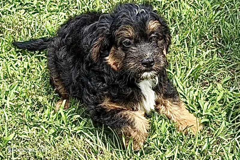 Odin – Bernedoodle puppy for sale in Shipshewana, IN