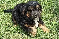 Odin, a male Miniature Bernedoodle for sale in Shipshewana, IN – 1 of 10