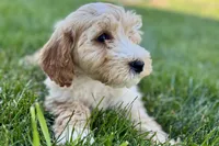 Ocey , a female Goldendoodle for sale in Shipshewana, IN – 2 of 7