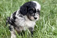 Ottor , a male Bernedoodle for sale in Shipshewana, IN – 8 of 9