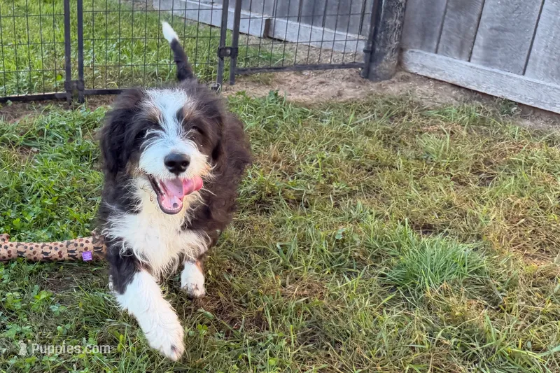 York – Miniature Bernedoodle puppy for sale in Shipshewana, IN