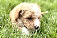 Orella, a male Goldendoodle for sale in Shipshewana, IN – 3 of 7