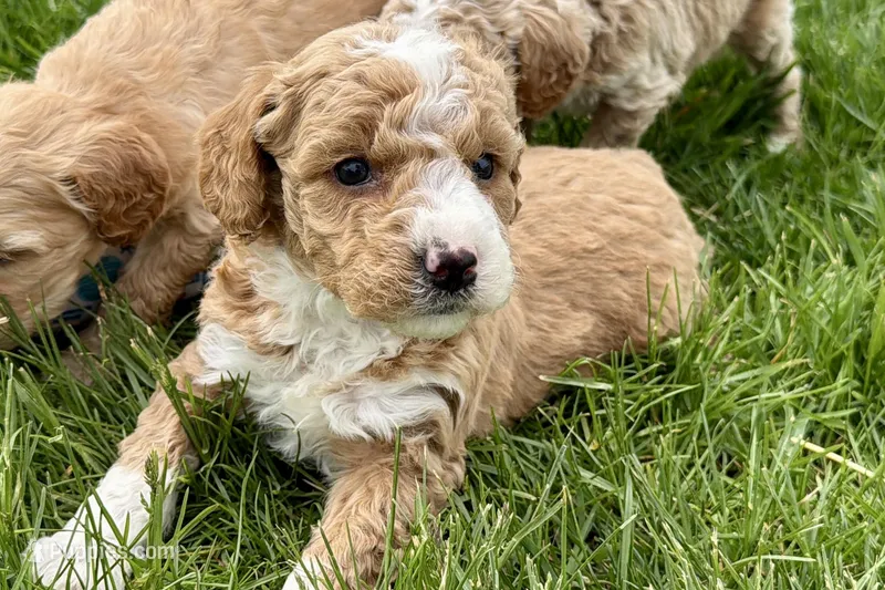 Orella – Goldendoodle puppy for sale in Shipshewana, IN