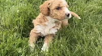 Orella, a male Goldendoodle for sale in Shipshewana, IN – 5 of 7