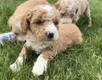 Orella, a male Goldendoodle for sale in Shipshewana, IN – 6 of 7