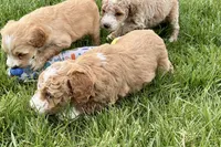 Orella, a male Goldendoodle for sale in Shipshewana, IN – 4 of 7