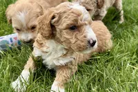 Orella, a male Goldendoodle for sale in Shipshewana, IN – 2 of 7