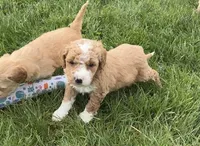 Orella, a male Goldendoodle for sale in Shipshewana, IN – 7 of 7