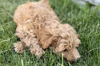 Ozzy, a male Goldendoodle for sale in Shipshewana, IN – 8 of 8
