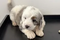 Wrangler, a female Miniature Bernedoodle for sale in Shipshewana, IN – Photo 2 of 10