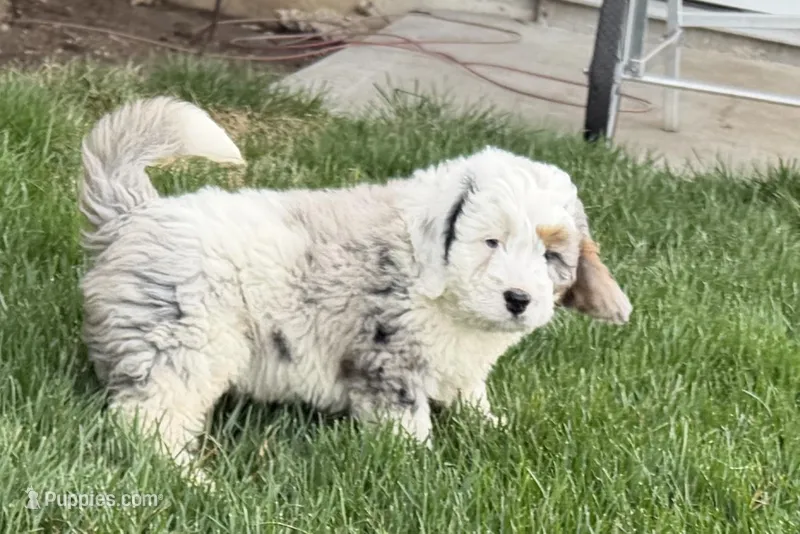 Wrangler – Miniature Bernedoodle puppy for sale in Shipshewana, IN
