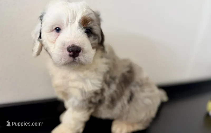 Wrangler – Miniature Bernedoodle puppy for sale in Shipshewana, IN
