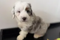 Wrangler, a female Miniature Bernedoodle for sale in Shipshewana, IN – Photo 9 of 10