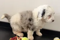 Wrangler, a female Miniature Bernedoodle for sale in Shipshewana, IN – Photo 5 of 10