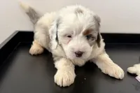 Wrangler, a female Miniature Bernedoodle for sale in Shipshewana, IN – Photo 3 of 10