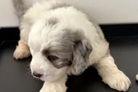 Wrangler, a female Miniature Bernedoodle for sale in Shipshewana, IN – Photo 4 of 10