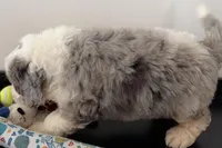 Wrangler, a female Miniature Bernedoodle for sale in Shipshewana, IN – Photo 8 of 10