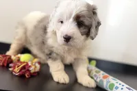 Wrangler, a female Miniature Bernedoodle for sale in Shipshewana, IN – Photo 7 of 10