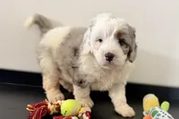 Wrangler, a female Miniature Bernedoodle for sale in Shipshewana, IN – Photo 6 of 10