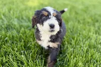 Ollie, a male Bernedoodle for sale in Shipshewana, IN – 7 of 10