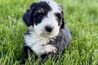 Oak, a male Bernedoodle for sale in Shipshewana, IN – 3 of 8