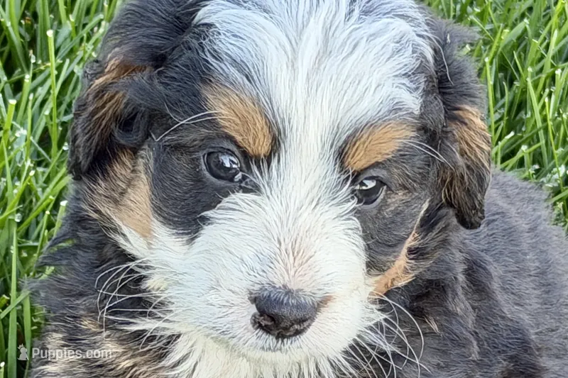Opal – Bernedoodle puppy for sale in Shipshewana, IN
