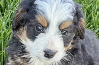 Opal, a female Bernedoodle for sale in Shipshewana, IN – 1 of 9