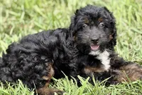 Olivia , a female Miniature Bernedoodle for sale in Shipshewana, IN – 6 of 9