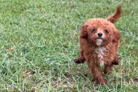 Benny, a male Poodle - Toy  for sale in Shipshewana, IN – 5 of 8