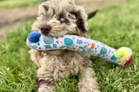York, a male Goldendoodle for sale in Shipshewana, IN – 9 of 10