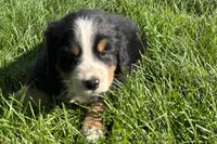 Harvey, a male Bernese Mountain Dog for sale in Shipshewana, IN – 5 of 6