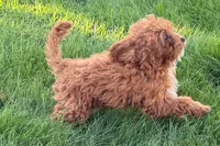 Benny, a male Poodle - Toy  for sale in Shipshewana, IN – 5 of 9