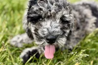 Yukon, a male Goldendoodle for sale in Shipshewana, IN – 3 of 8