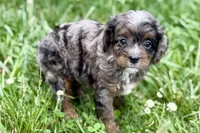 Orion, a male Bernedoodle for sale in Shipshewana, IN – 9 of 9