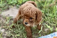 Benny, a male Poodle - Toy  for sale in Shipshewana, IN – 6 of 10