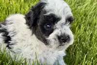 Patch , a male Poodle - Miniature  for sale in Shipshewana, IN – 8 of 10