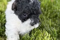 Poppy , a female Poodle - Miniature  for sale in Shipshewana, IN – 5 of 9