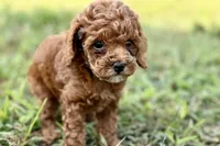 Bree, a female Poodle - Toy  for sale in Shipshewana, IN – 7 of 9
