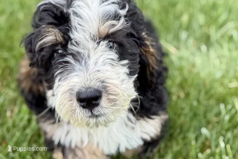 Oak – Bernedoodle puppy for sale in Shipshewana, IN