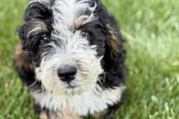 Oak, a male Bernedoodle for sale in Shipshewana, IN – 1 of 10