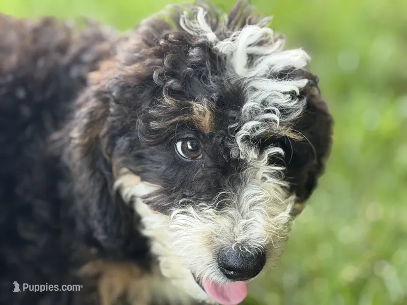 Ollie – Bernedoodle puppy for sale in Shipshewana, IN