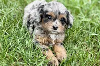 Orbana, a female Bernedoodle for sale in Shipshewana, IN – 7 of 9