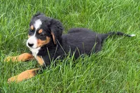 Jen, a female Bernedoodle for sale in Shipshewana, IN – 9 of 9