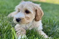 Ocey , a female Goldendoodle for sale in Shipshewana, IN – 4 of 7