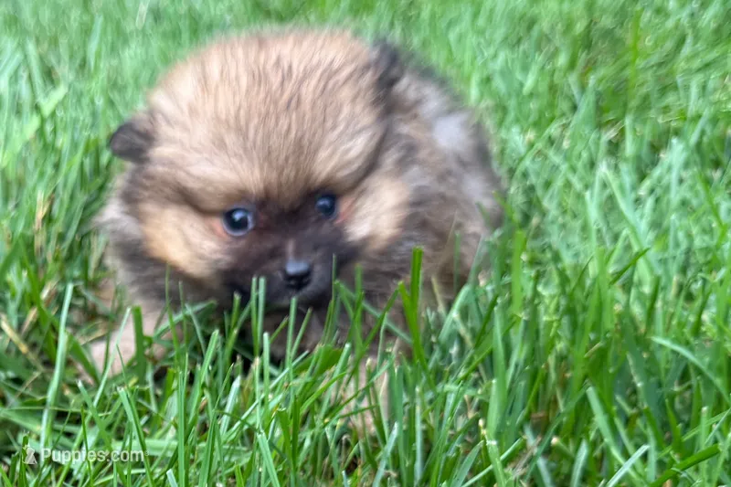 Tina  – Pomeranian puppy for sale in Shipshewana, IN