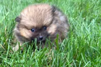 Tina , a female Pomeranian for sale in Shipshewana, IN – 1 of 6