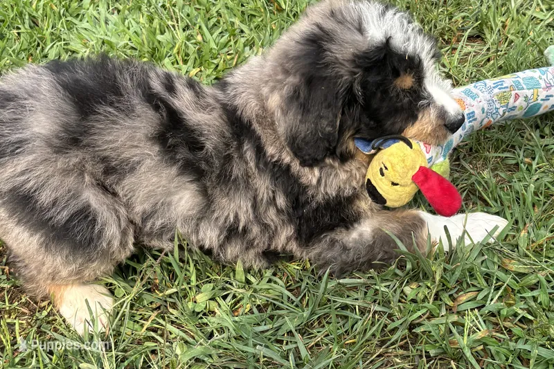 Yeller – Miniature Bernedoodle puppy for sale in Shipshewana, IN