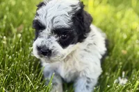 Patch , a male Poodle - Miniature  for sale in Shipshewana, IN – 5 of 10